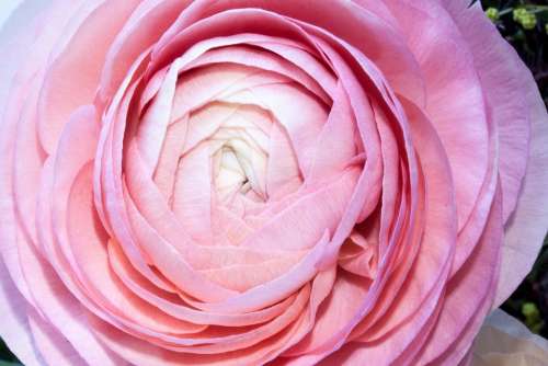 Ranunculus Blossom Bloom Spring Nature Plant Pink