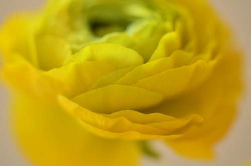 Ranunculus Flower Yellow Macro Petals Blossom