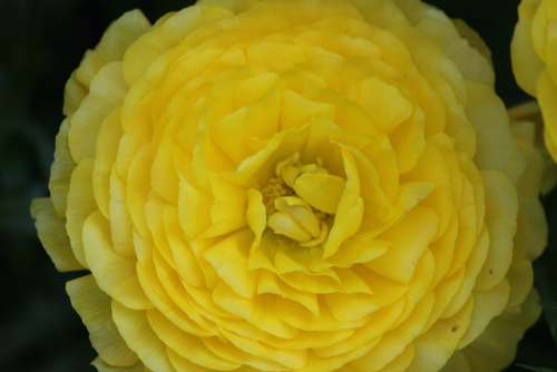 Ranunculus Flower Yellow Ranunculus Flower Bloom