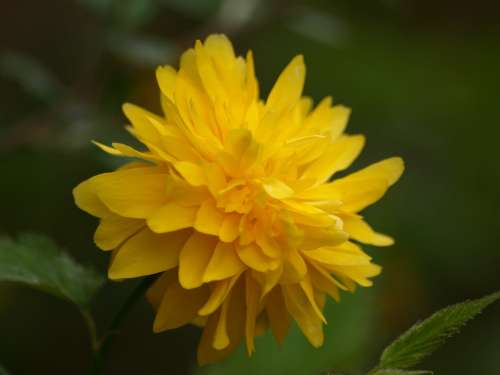 Ranunkel Shrub Ranunculus Flower Ranunculus Yellow