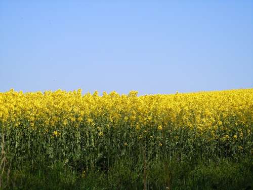 Rape Blossom Field Of Rapeseeds Farbenpracht