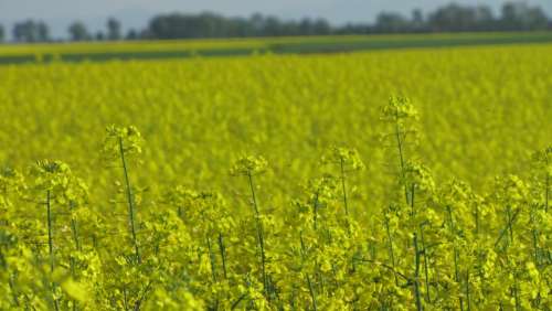 Rapeseed Field Agriculture The Cultivation Of