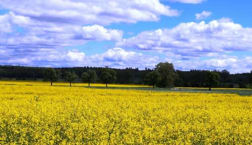 Rapeseed Colza Canola Field Flowers Yellow Clouds