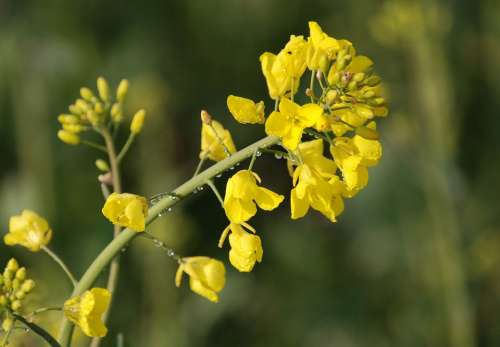 Rapeseed Brassica Napus Agriculture Yellow Flower