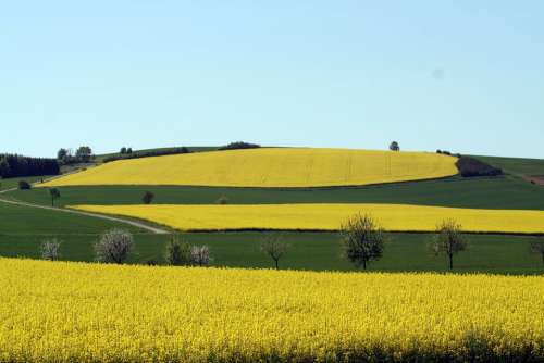 Rapeseed Fields Field Oilseed Rape Summer Nature