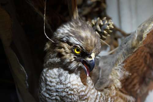 Raptor Stuffed Close Up Bird Buzzard Feather