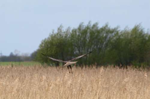 Raptor Bird Of Prey Wing Bird