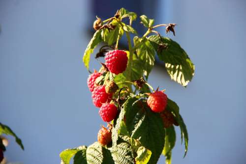 Raspberries Berries Autumn Fruits Vitamins Healthy