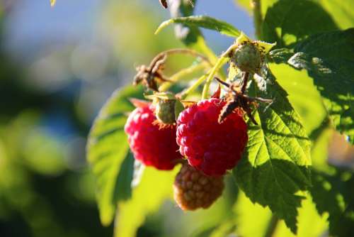 Raspberries Berries Fruits Nature