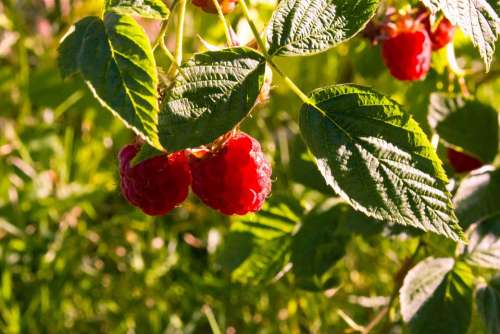 Raspberry Sun Fruits Sweet Red