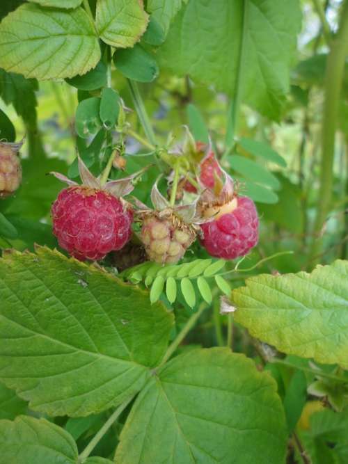 Raspberry Raspberries Fruit Berries Vitamin Red