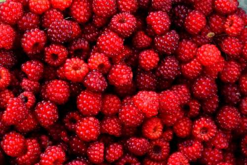 Raspberry Red Berry Fruit Wild Gather Plant