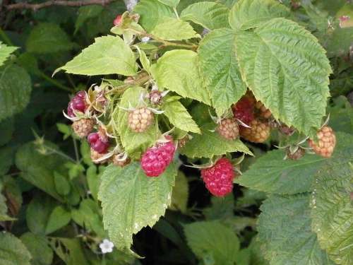 Raspberry Berry Rubus Fruit