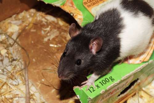 Rat Pet Cage Food Head Nose Males Black And White