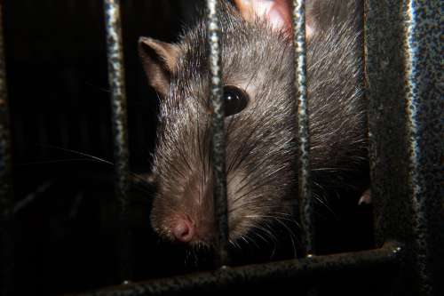 Rat Nager Rodent Head Eye Female Close Up