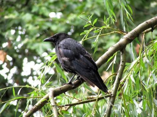 Raven Bird Raven Bird Black