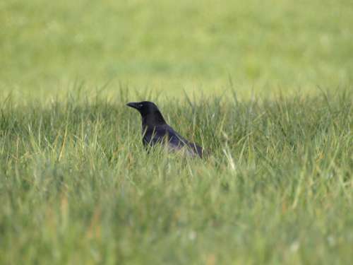 Raven Bird Black Meadow
