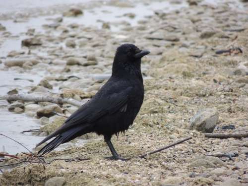 Raven Black Beach Sand Bird Nature