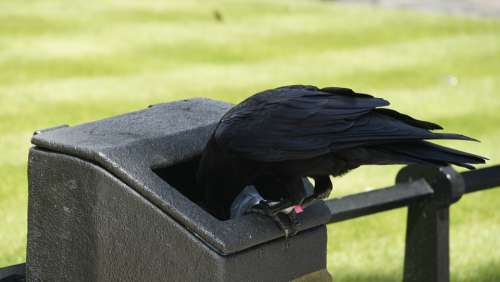 Raven Blackbird Bird Litter Food Foraging Animal