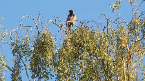 Raven Bird Birch Tree