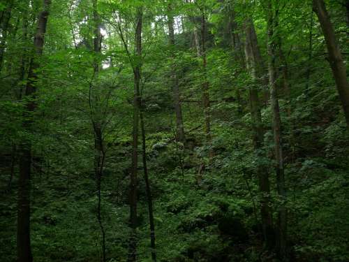 Ravine Nature Trees Green Gorge Trail Rock Stones