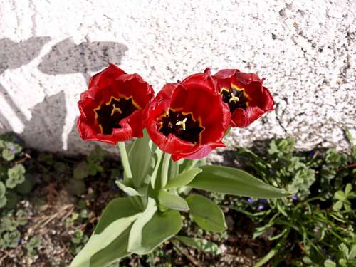 Red Tulips Flowers Plant Garden Cemetery