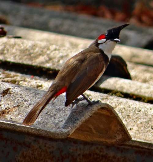 Red Whiskered Bulbul Bird Bulbuls Tropics Dharwad