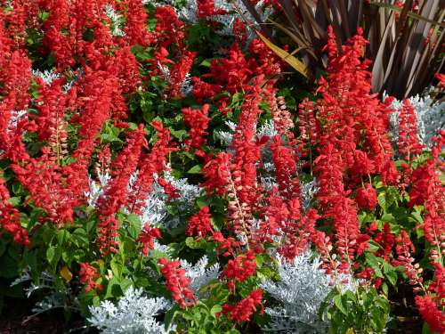 Red Celosia Flower Bed Garden Bloom Blossom