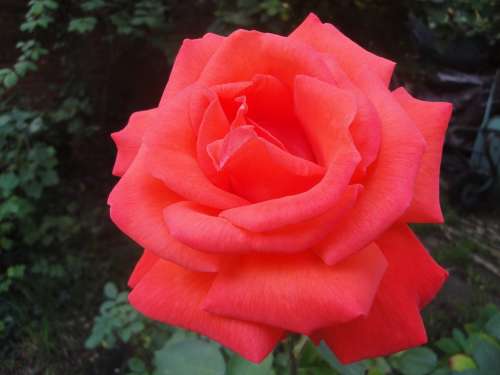 Red Rose Bloom Garden Rose Beauty