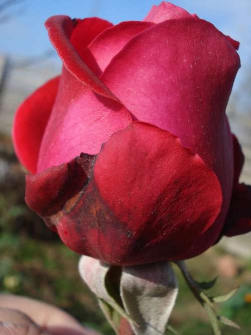 Red Rose Flower Love Blossom Romantic Nature