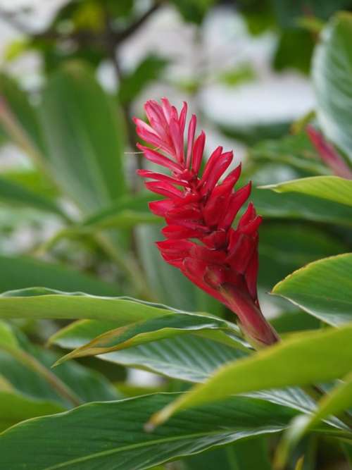 Red Flower Tropical Garden Cebu Philippines