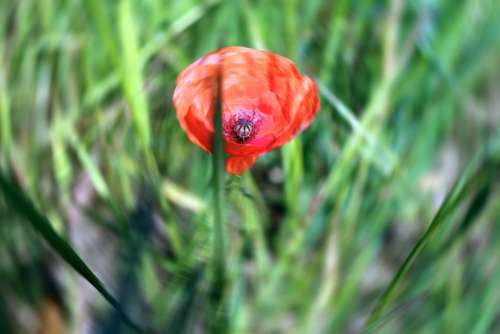 Red Poppy Abstract Nature Green Summer