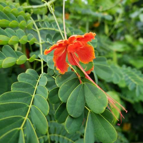 Red Flower Hibiscus Garden Nature Leaves Summer