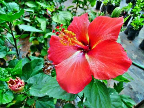 Red Color Hibiscus Rosa-Sinensis Flower Plant