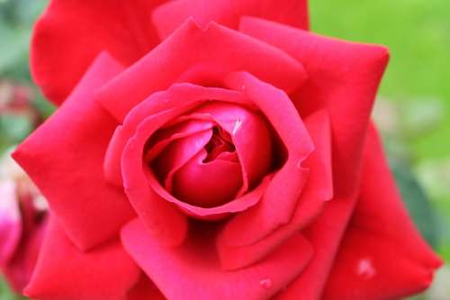 Red Rose Flower Blossom Bloom