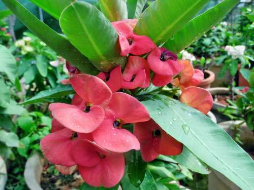Red Euphorbia Milii Flowers Plant Crown Small
