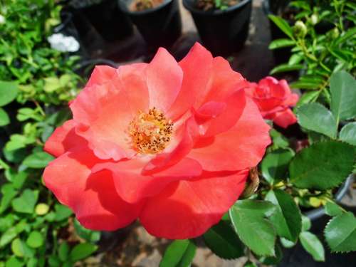 Red Rose Flower Plant Floral Nature Blossom