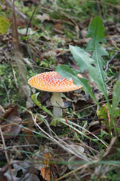 Red Mushroom Toxic Forest Fly Agaric Red Poisonous