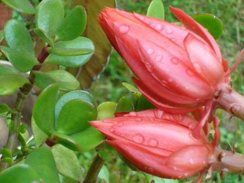 Red Flower Garden Rain Just Add Water Flower Buds