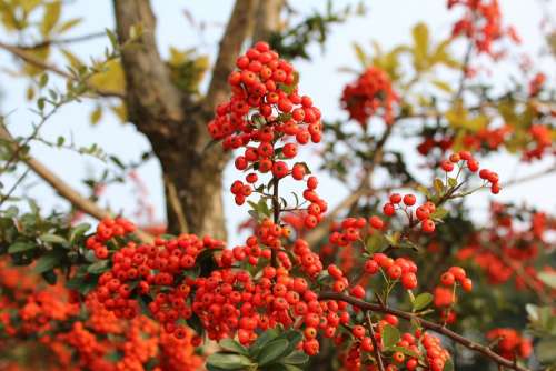 Red Berries Fruit Harvest Nutty Wood Autumn