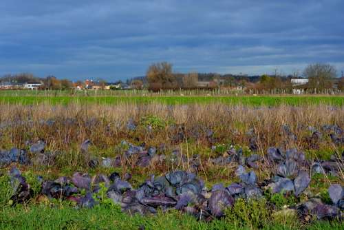 Red Cabbage Field Air Blue Sky Landscape