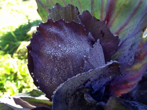 Red Cabbage Close Up Violet