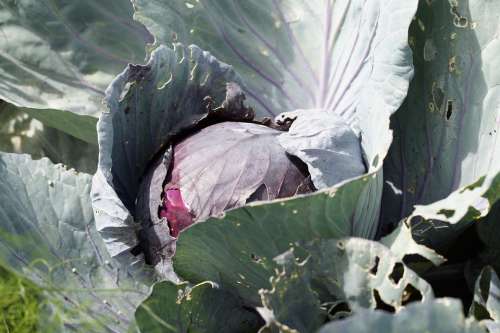 Red Cabbage Plant Vegetables Cultivation Grow Food