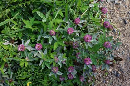 Red Clover Forage Plant Red Flower