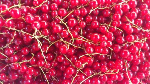 Red Currant Fruit Berry