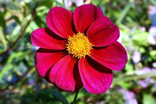 Red Daisy Red Flower Red Petals