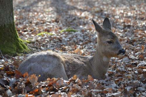 Red Deer Fawn Roe Deer Kitz Wildlife Park Wild