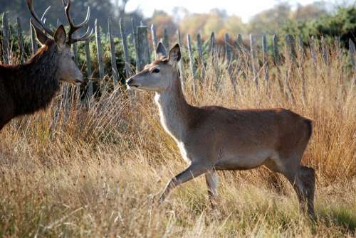Red Deer Deer Mammal Cervus Elaphus Richmond Park