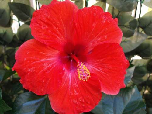Red Flower Hibiscus Colorful Colored Malvaceae