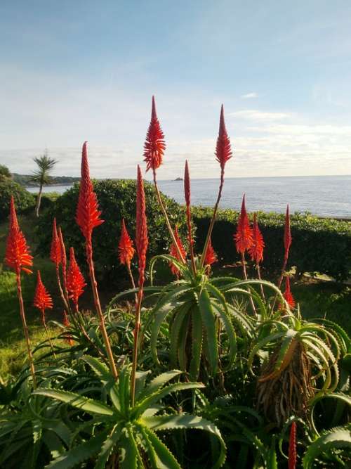 Red Flowers Sea Planting Plant Red Flora